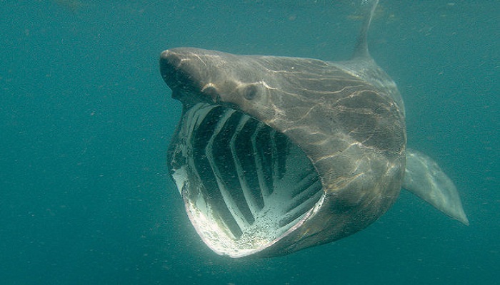 Basking shark-Netmarkers