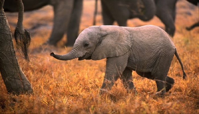 baby elephant-Netmarkers