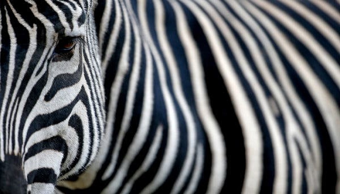 Bugs are repelled by stripes of zebra-Netmarkers