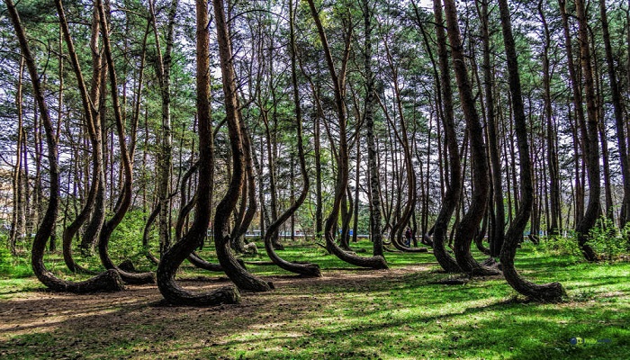 Crooked forest-Netmarkers