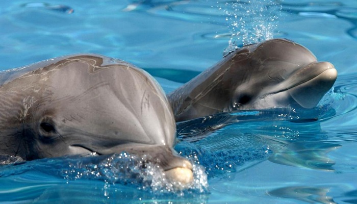 Dolphins-may-call-each-other-by-name-Netmarkers