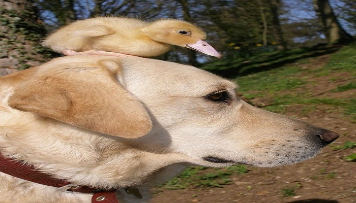 Duckling and Labrador friendship-Netmarkers