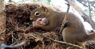 Orphans are adopted by squirrels-Netmarkers