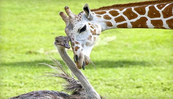 Ostrich and Giraffe friendship-Netmarkers