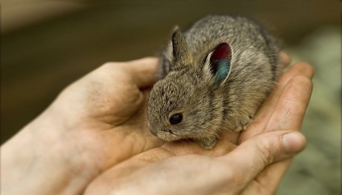 Pygmy rabbit-Netmarkers
