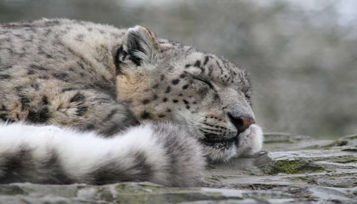 Snow leopards cannot roar-Netmarkers