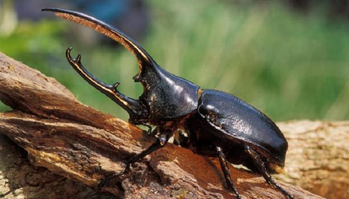 beetle-Netmarkers