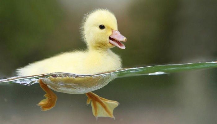 cute duckling-Netmarkers