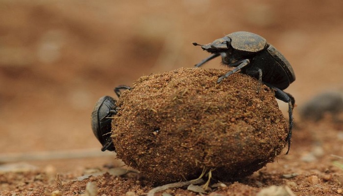 dung beetle--Netmarkers