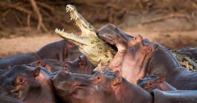 hippopotamus -bite-force-Netmarkers