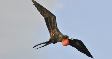 Frigate bird-Netmarkers