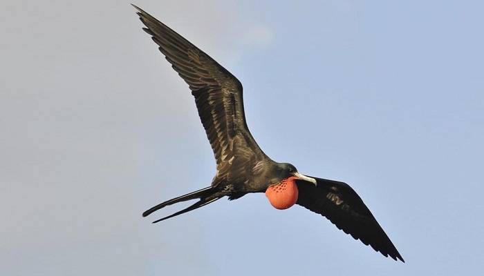 Frigate bird-Netmarkers
