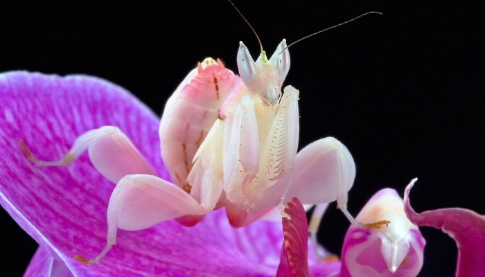 Orchid mantis-Netmarkers
